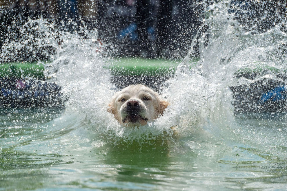 Собака Вода Фото