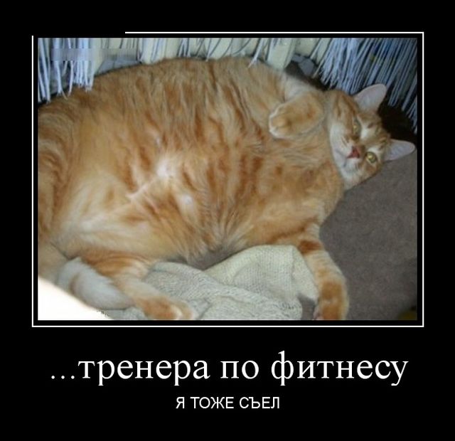 Объевшийся Кот Картинки