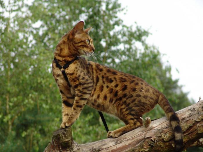 Леопардовая кошка