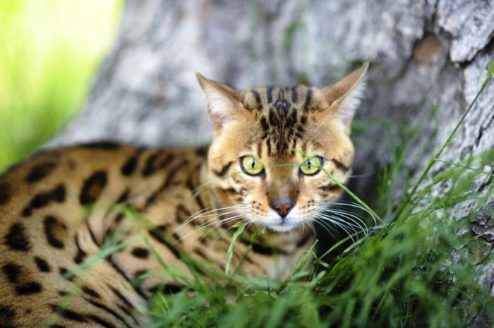 Леопардовая кошка