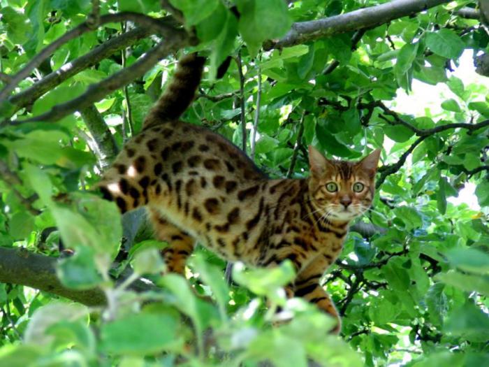 Леопардовая кошка