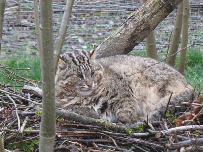 Леопардовая кошка
