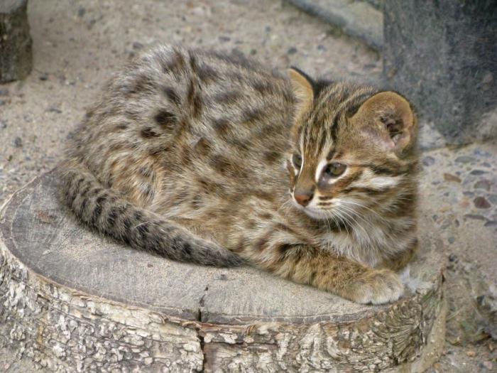 Леопардовая кошка