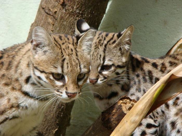 Леопардовая кошка