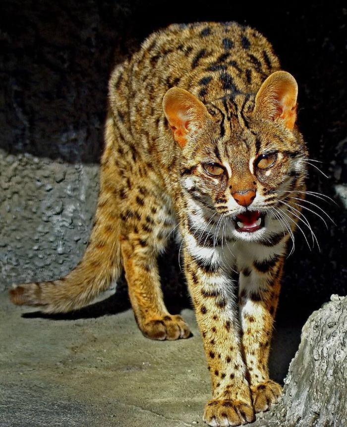 Леопардовая кошка