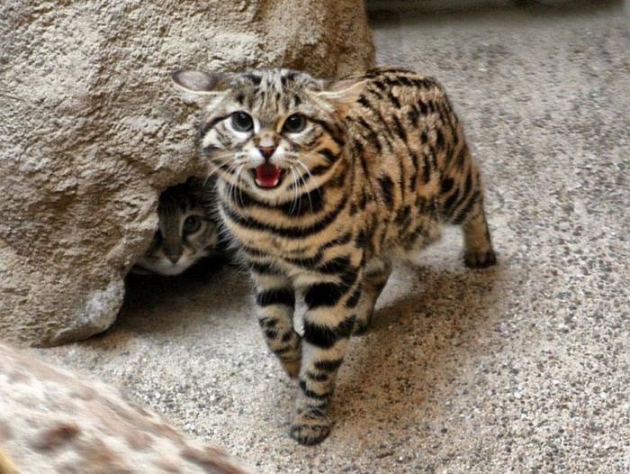 Леопардовая кошка