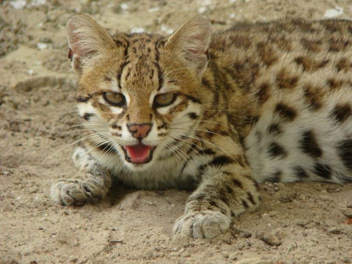 Леопардовая кошка