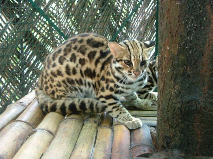 Леопардовая кошка