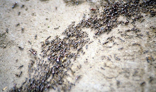 Невероятные факты про Амазонку, которые делают её уникальнейшим местом на Земле