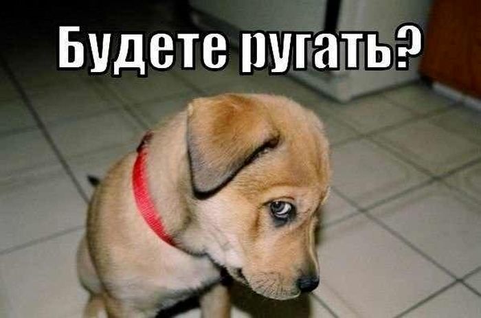 Прикольные картинки