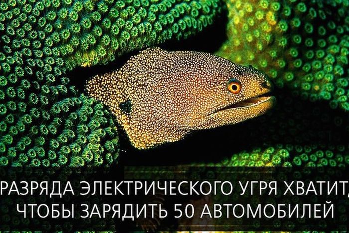 Короткие и любопытные факты