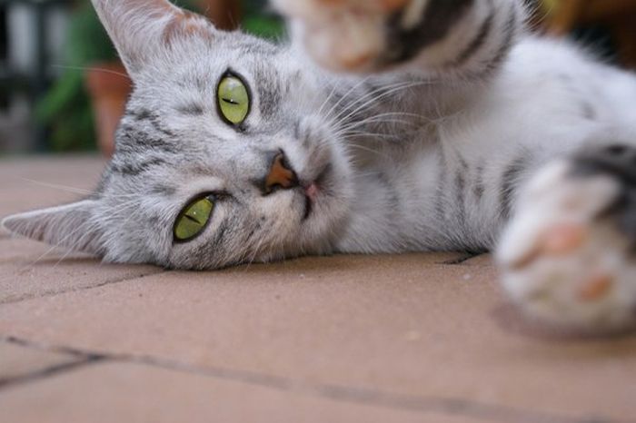 Короткие и любопытные факты