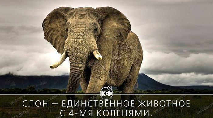 Короткие и любопытные факты