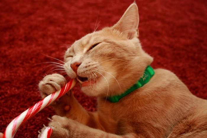 Короткие и любопытные факты