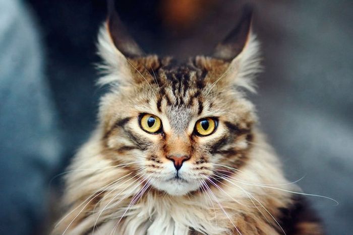 Короткие и любопытные факты