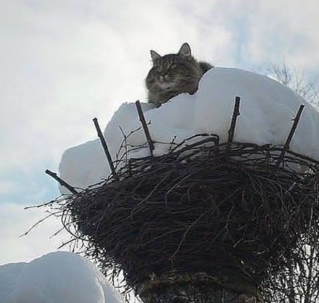 Весенний бунт