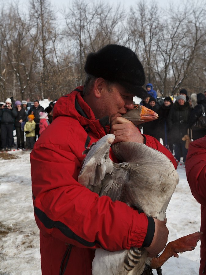 Гусиные бои Гусиные бои