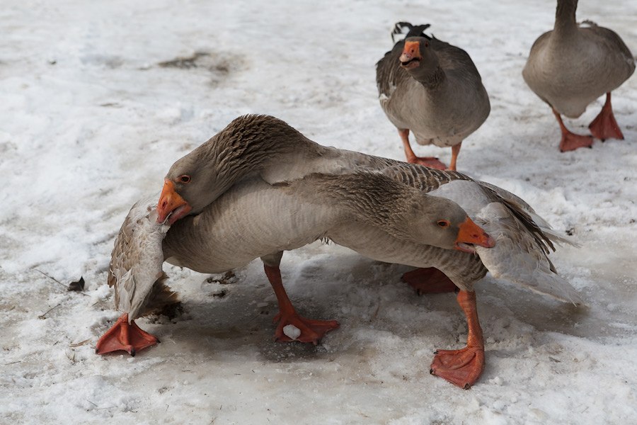 Гусиные бои Гусиные бои