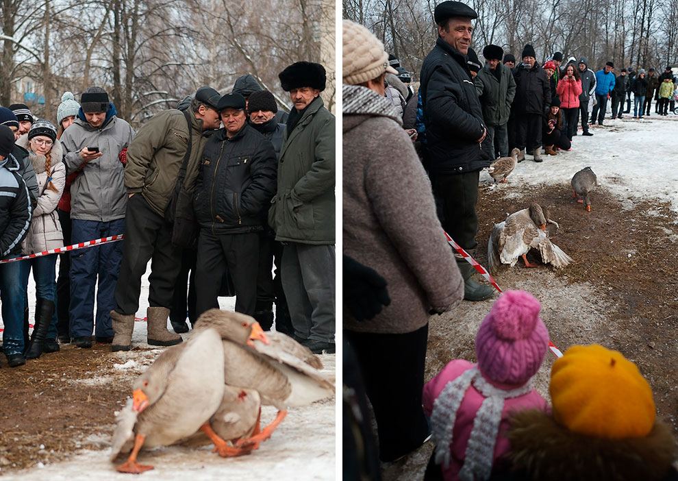 Гусиные бои Гусиные бои
