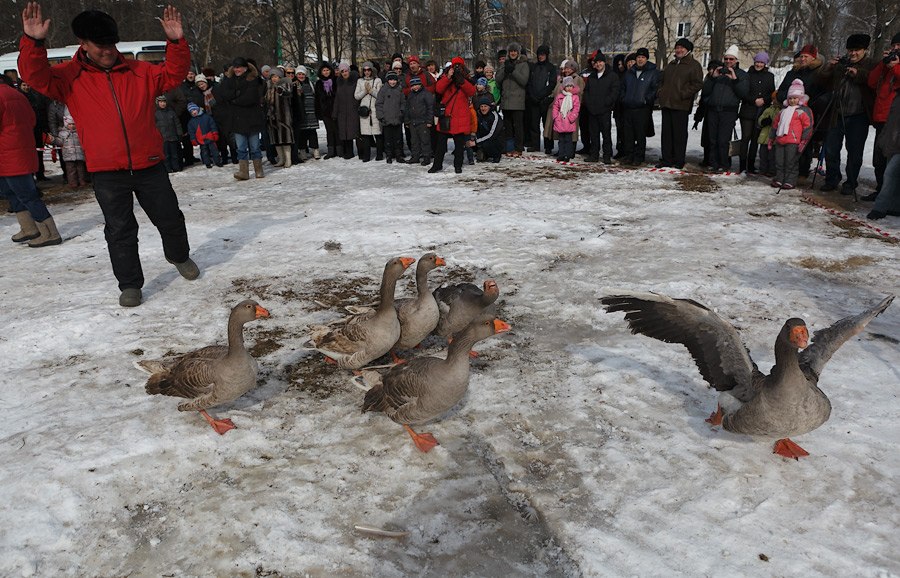 Гусиные бои Гусиные бои