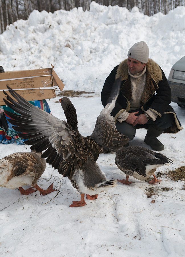 Гусиные бои Гусиные бои
