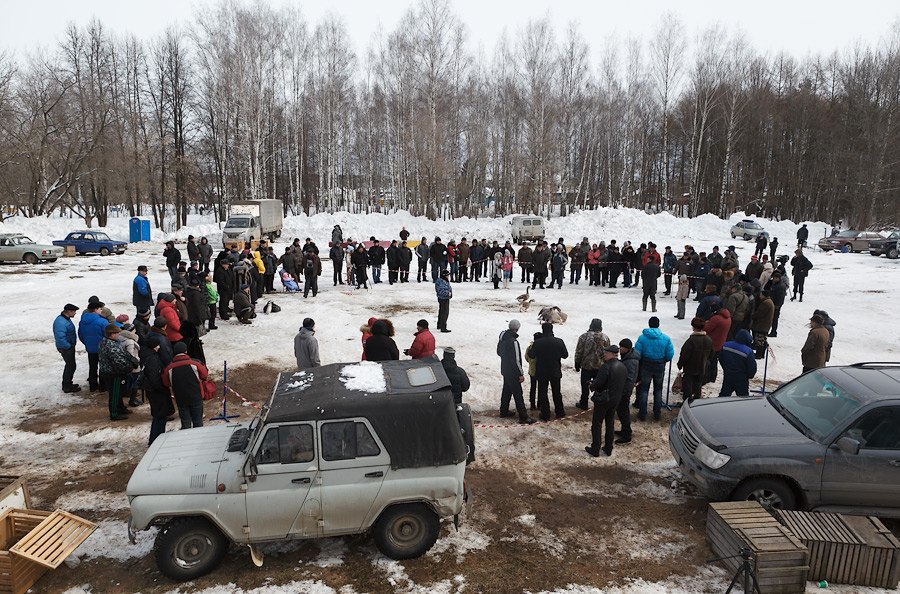 Гусиные бои Гусиные бои