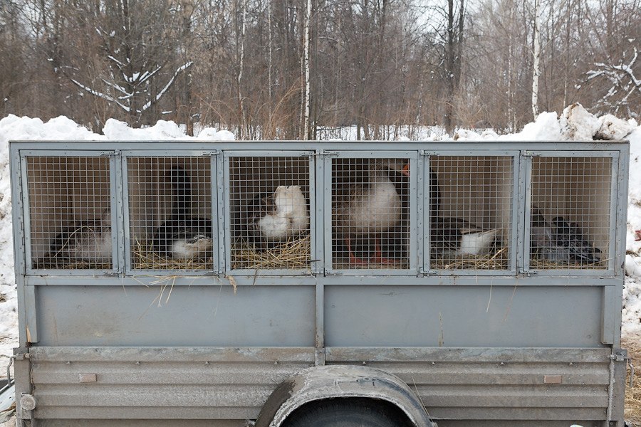 Гусиные бои Гусиные бои