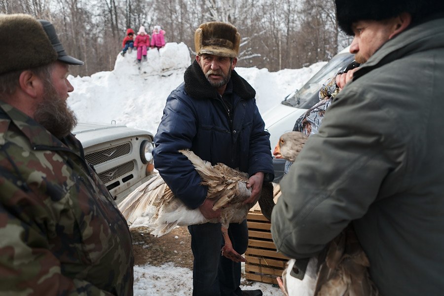 Гусиные бои Гусиные бои