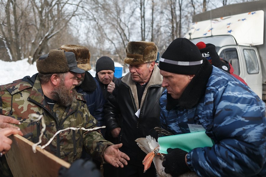 Гусиные бои Гусиные бои