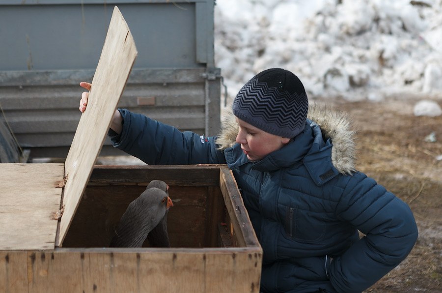 Гусиные бои Гусиные бои