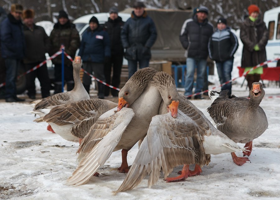 Гусиные бои Гусиные бои