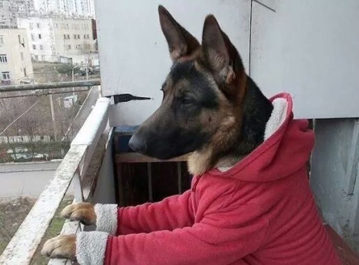 Порция картинок