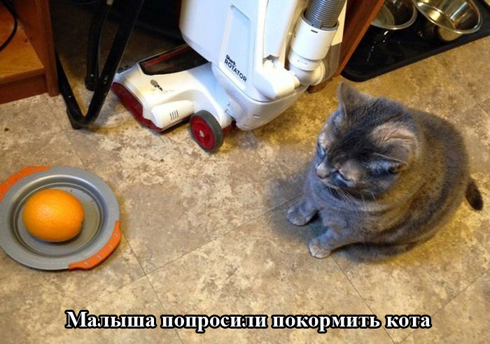 Порция картинок