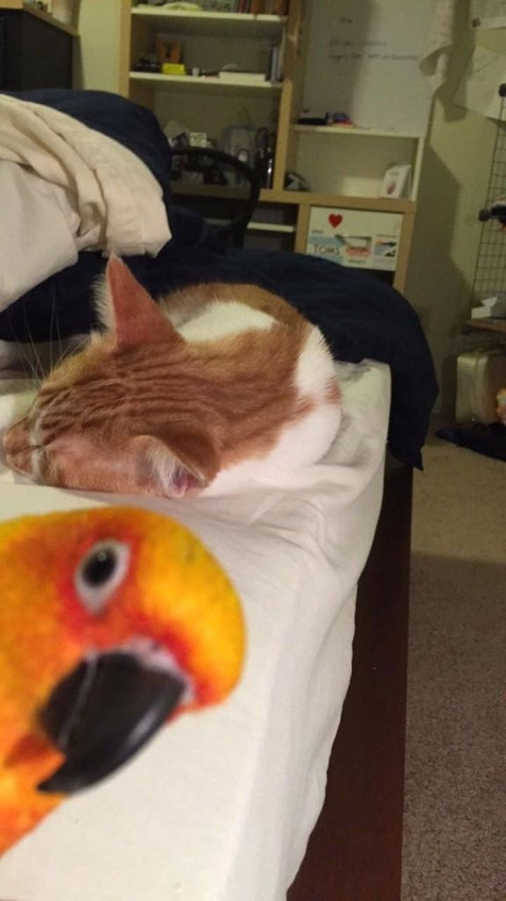 18 уморительных животных, которые умеют фотобомбить как никто другой