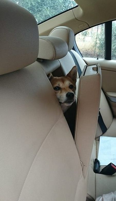 Авто приколы