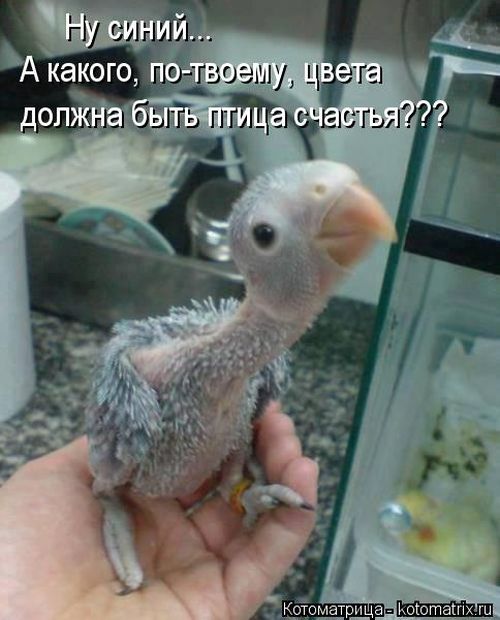 Лучшие котоматрицы недели