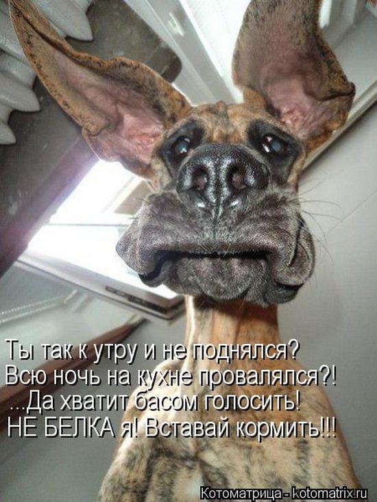 Лучшие котоматрицы недели