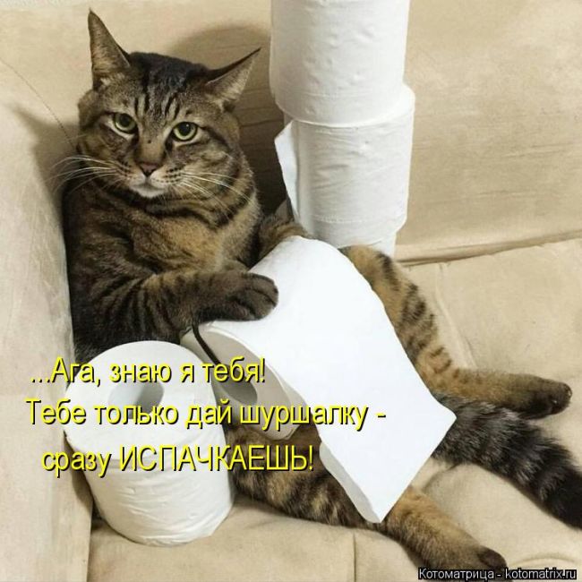 Лучшие котоматрицы недели