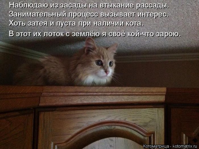 Лучшие котоматрицы недели