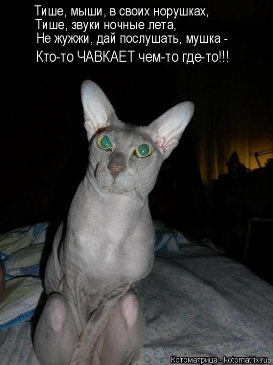 Лучшие котоматрицы недели