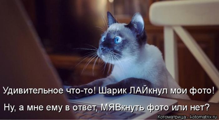 Лучшие котоматрицы недели