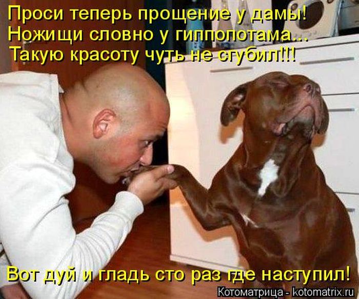Лучшие котоматрицы недели
