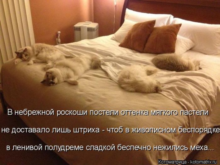 Лучшие котоматрицы недели