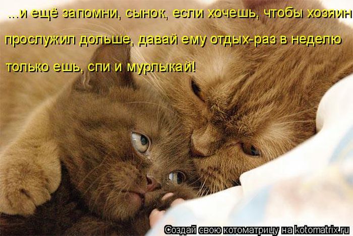 Лучшие котоматрицы недели