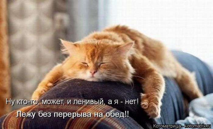 Лучшие котоматрицы недели