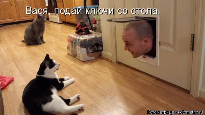 Лучшие котоматрицы недели
