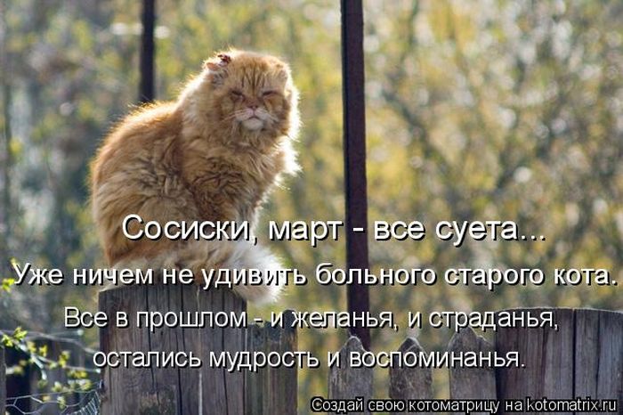Лучшие котоматрицы недели