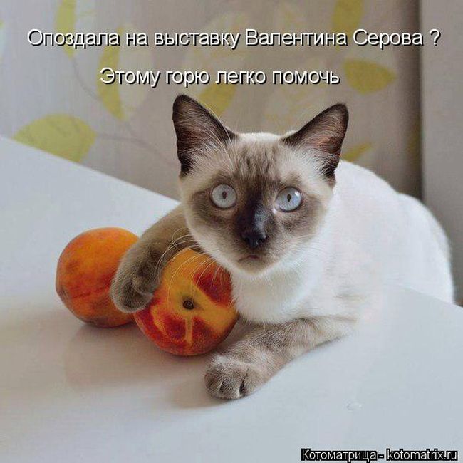 Лучшие котоматрицы недели