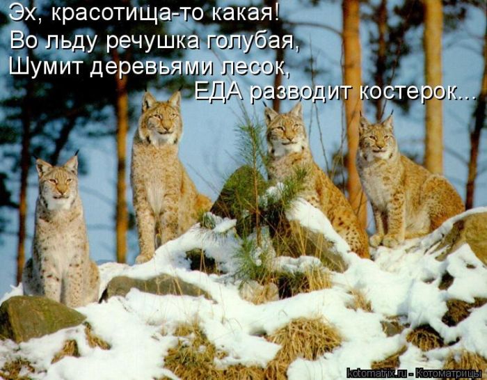 Лучшие котоматрицы недели