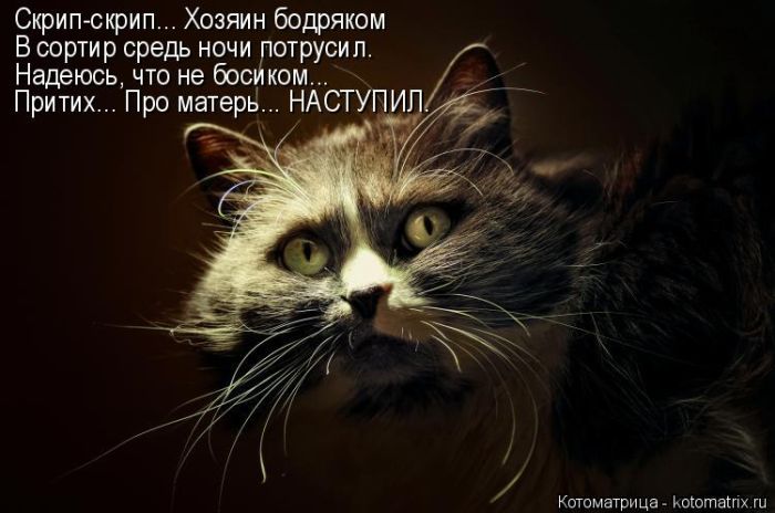 Лучшие котоматрицы недели